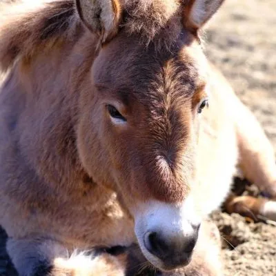 Doris la mule