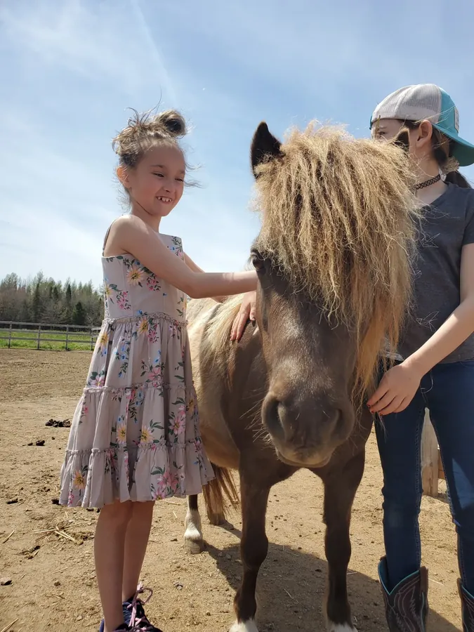 Une fillette brosse son cheval miniature