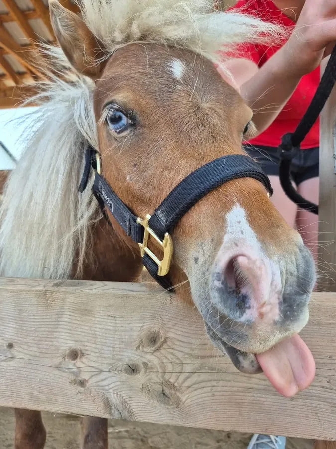 Gros plan d'un cheval miniature