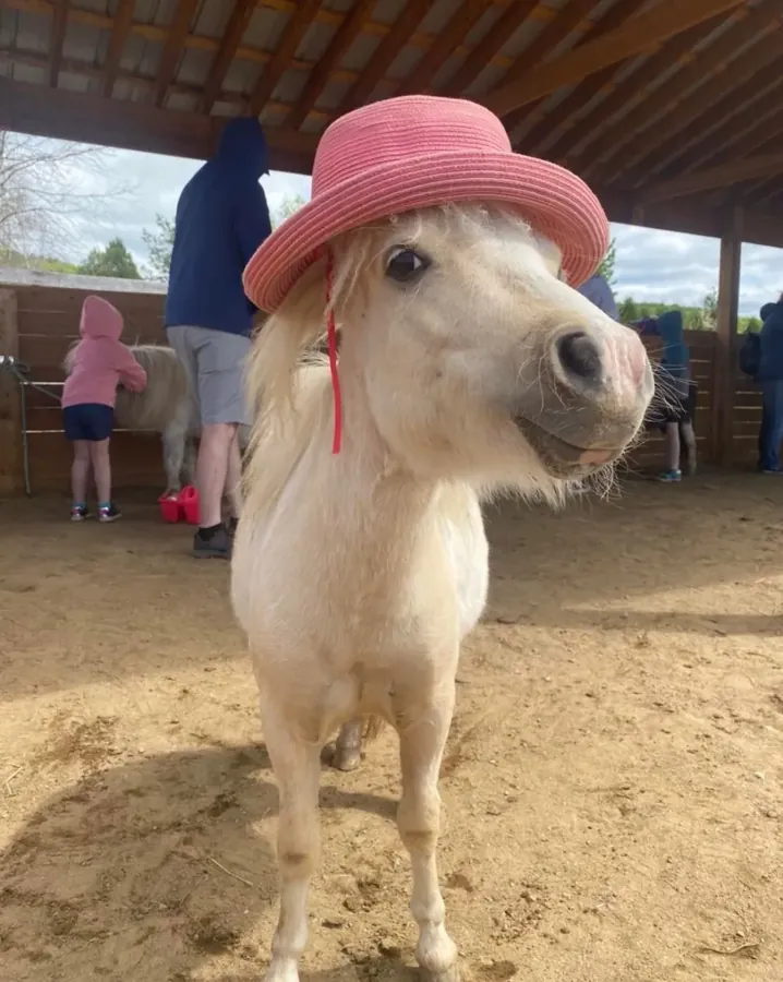 Un cheval miniature avec un chapeau