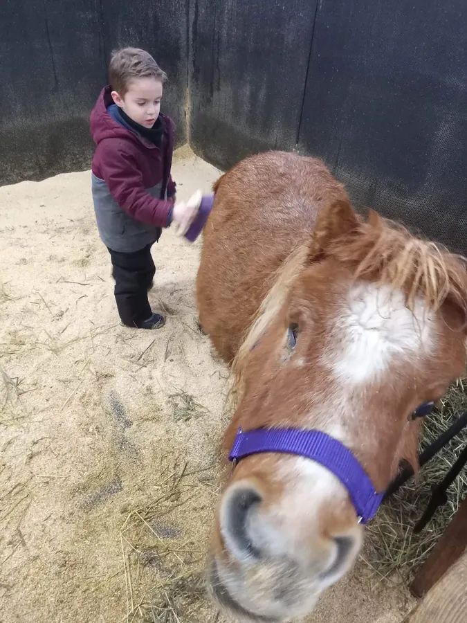 Un enfant brosse un cheval miniature
