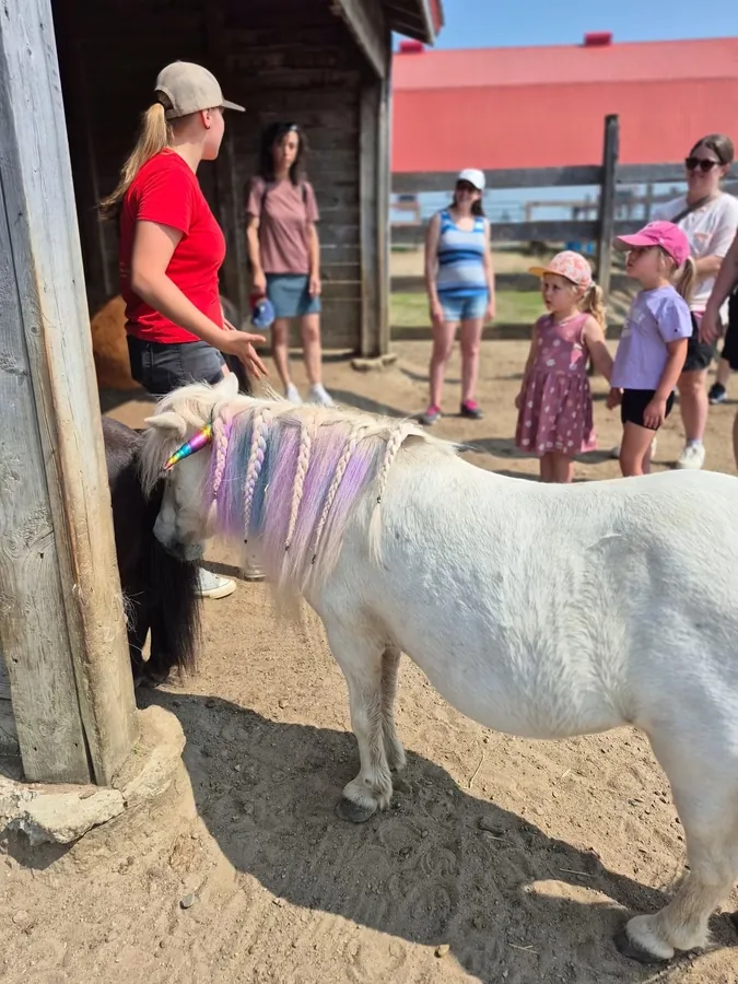 Une dame et un cheval miniature
