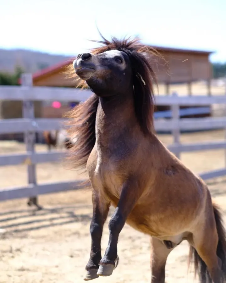 Un cheval miniature qui se cabre
