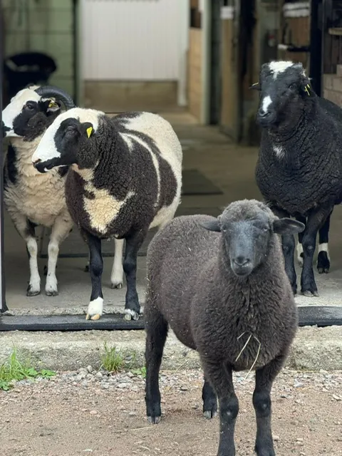 Les moutons de la ferme
